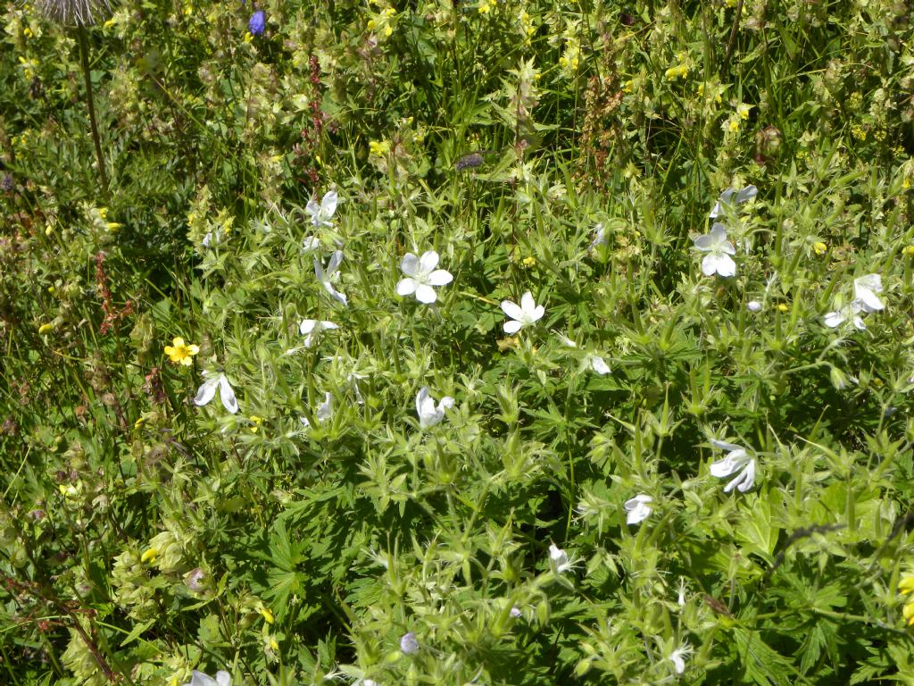 Geranium rivulare